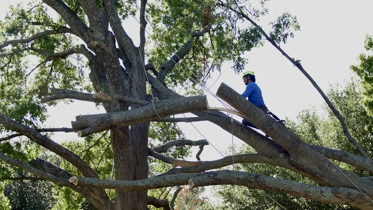 Professional Crown Thinning performed by certified arborists in Onawa